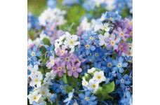 MYOSOTIS SYLVATICA VICTORIA MIXED SEEDS - BALL SHAPED - FORGET ME NOT - 100 SEEDS