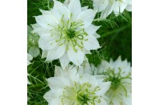 NIGELLA LOVE IN A MIST WHITE SEEDS - MISS JEKYLL WHITE - 150 SEEDS