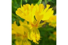 NASTURTIUM TROPAEOLUM PEREGRINUM CANARY CREEPER CLIMBER SEEDS - 20 SEEDS