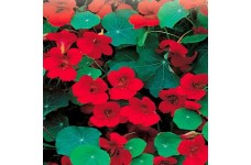 NASTURTIUM EMPRESS OF INDIA - TROPAEOLUM MAJUS - 50 SEEDS
