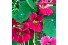NASTURTIUM TROPAEOLUM NANUM JEWEL CHERRY ROSE SEEDS - ROSE COLOURED FLOWERS - 20 SEEDS