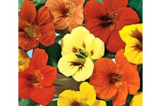 NASTURTIUM TROPAEOLUM JEWEL MIX SEEDS - MIXED COLOUR FLOWERS - 40 SEEDS