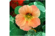 NASTURTIUM TROPAEOLUM MINUS SALMON BABY SEEDS - PINKY ORANGE FLOWERS - 20 SEEDS