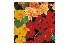 NASTURTIUM TROPAEOLUM MINUS WHIRLYBIRD MIX SEEDS - MIXED COLOUR FLOWERS - 40 SEEDS