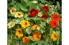 NASTURTIUM VARIEGATED ALASKA MIX SEEDS - MIXED COLOUR FLOWERS - 40 SEEDS