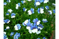 NEMESIA STRUMOSA SEEDS - TWO-TONE BLUE & WHITE FLOWERS - 150 SEEDS
