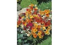 NEMESIA STRUMOSA CARNIVAL MIX SEEDS - MIXED COLOUR FLOWERS - 250 SEEDS