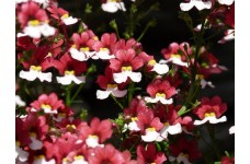 NEMESIA STRUMOSA SEEDS - TWO-TONE RED & WHITE FLOWERS - 150 SEEDS