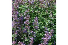 NEPETA MUSSINII FAASSENII SEEDS - CATMINT CATNIP - 100 SEEDS