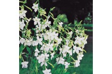 NICOTIANA ALATA AFFINIS ALBA WHITE SEEDS - 250 SEEDS