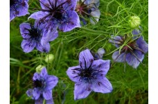 NIGELLA HISPANICA SEEDS - SPANISH LOVE IN A MIST - 100 SEEDS 
