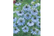 NIGELLA LOVE IN A MIST SEEDS - NIGELLA MISS JEKYLL - 150 SEEDS