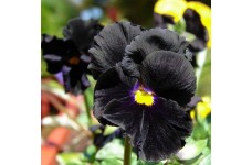 PANSY CLEAR CRYSTAL BLACK SEEDS - BLACK PANSY FLOWERS WITH YELLOW EYE - 100 SEEDS