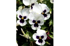 PANSY SWISS GIANT SILVERBRIDE SEEDS - WHITE BLOTCH SILVER BRIDE GIANTS - 100 SEEDS