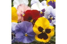 PANSY WINTER FLOWERING HIEMALIS MIX SEEDS - 100 SEEDS