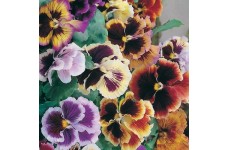 PANSY MASTERPIECE ROCOCO MIX SEEDS - RUFFLED FRILLY PETALED FLOWERS - 100 SEEDS