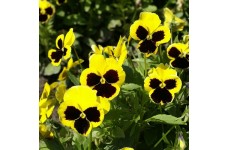 PANSY SWISS GIANT RHINEGOLD SEEDS - YELLOW BLOTCH - 100 SEEDS