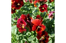 PANSY SWISS GIANT ALPINE GLOW SEEDS - RED PANSY FLOWERS - 100 SEEDS