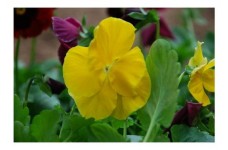 PANSY SWISS GIANT CORONATION GOLD YELLOW SEEDS - 100 SEEDS