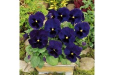 PANSY SWISS GIANT ULLSWATER - DEEP BLUE PANSY FLOWERS - 100 SEEDS