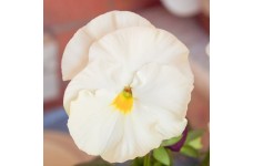 PANSY SWISS GIANT WHITE LADY SEEDS - PURE WHITE FLOWERS - 100 SEEDS