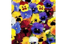 PANSY TEMPO MIX SEEDS - MIXED COLOUR PANSY FLOWERS - 100 SEEDS