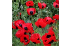 PAPAVER COMMUTATUM LADYBIRD / LADY BIRD POPPY SEEDS - 500 SEEDS