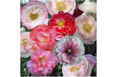 PAPAVER POPPY INDIAN DOUBLE SHIRLEY MIX SEEDS - MIXED COLOURS - 500 SEEDS