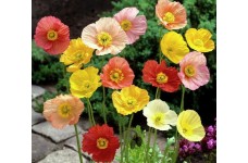PAPAVER POPPY NUDICAULE ICELAND MIX SEEDS - MIXED COLOURS - 500 SEEDS