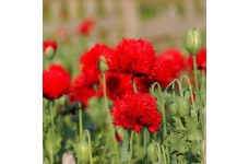 PAPAVER PAEONIFLORUM OASE POPPY - SCARLET RED OASE PEONY POPPY - 100 SEEDS