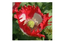 PAPAVER POPPY DANISH DWARF SEEDS - RED & WHITE SINGLE FLOWERS - 350 SEEDS