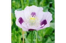 PAPAVER POPPY BLUE MOON SEEDS - WHITE WITH INNER PURPLE BLOTCH - 200 SEEDS