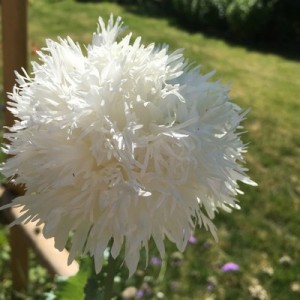 PAPAVER POPPY SWANSDOWN WHITE PEONY SEEDS - 250 SEEDS
