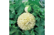 PAPAVER YELLOW PEONY POPPY - 250 SEEDS