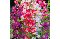 PENSTEMON HARTWEGII SENSATION MIX SEEDS - 100 SEEDS