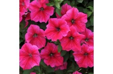 PETUNIA NANA COMPACTA ROSE OF HEAVEN SEEDS - VIBRANT PINK - 250 SEEDS