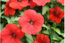 PETUNIA NANA COMPACTA SCARLET RED SEEDS - 250 SEEDS