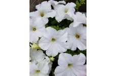 PETUNIA NANA COMPACTA SNOWBALL SNOW BALL WHITE SEEDS - 250 SEEDS