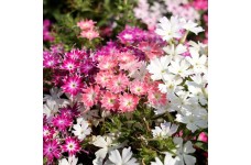 PHLOX DRUMMONDA CUSPIDATA TWINKLE STAR MIXED SEEDS - 100 SEEDS