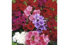 PHLOX DRUMONDII DWARF BEAUTY MIX SEEDS - 100 SEEDS