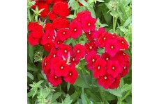 PHLOX SCARLET BEAUTY SEEDS - RED PHLOX ANNUAL SEEDS - 100 SEEDS