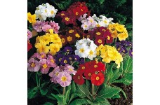 POLYANTHUS CROWN EXHIBITION MIX SEEDS - 50 SEEDS