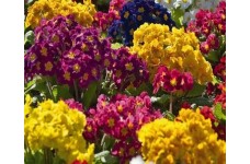 POLYANTHUS PRIMULA VERIS ELATIOR MIX SEEDS -  50 SEEDS