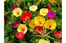 PORTULACA GRANDIFLORA SINGLE MIX SEEDS - MIXED COLOUR FLOWERS - 500 SEEDS