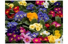 PRIMROSE CROWN MIX SEEDS - MIXED COLOUR FLOWERS - 50 SEEDS
