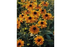 RUDBECKIA HIRTA MARMALADE SEEDS - BLACK EYED SUSAN - 250 SEEDS