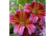 SALPIGLOSSIS SINUATA SUPERBISSIMA MIX - PAINTED TONGUE - 250 SEEDS