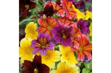 SALPIGLOSSIS SINUATA BOLERO F2 MIXED SEEDS - PAINTED TONGUE - 250 SEEDS