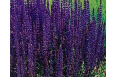 SALVIA NEMOROSA VIOLET QUEEN SEEDS - PURPLE FLOWERS - 100 SEEDS