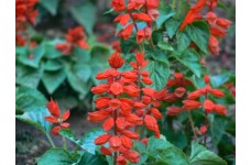 SALVIA COCCINEA SCARLET RED / BLOOD RED SAGE SEEDS - RED FLOWERS - 100 SEEDS